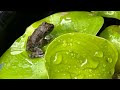カジカガエルが遊びに来ました(^^) 雨どいから落ちる水音に癒されます♪