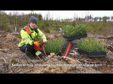 Video: Kanadalainen kuusi: istutus ja hoito