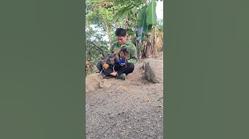 gà rừng tơ ăn sâu trên người hlau youtube.qaib qus noj kab saum tes lom zem heev