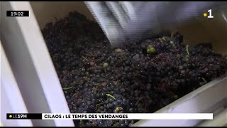 Les premières vendanges dans le cirque de Cilaos à La Réunion