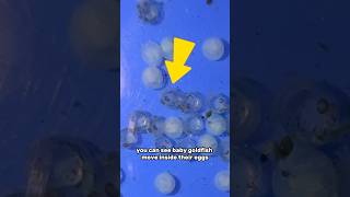 Baby goldfish eggs MOVING