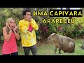 Trollagem uma capivara apareceu de verdade tia sami