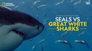 Seals vs Great White Sharks | Built For The Kill | Full Episode | S4-E3 | Nat Geo Wild