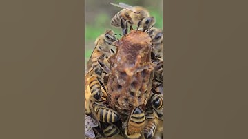 New queen in her cell!