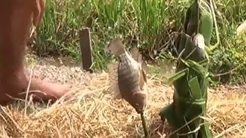 RA ĐỒNG BẮT CÁ LÓC NƯỚNG TRUI RƠM,  ĐẶC SẢN ĐỒNG QUÊ MIỀN TÂY