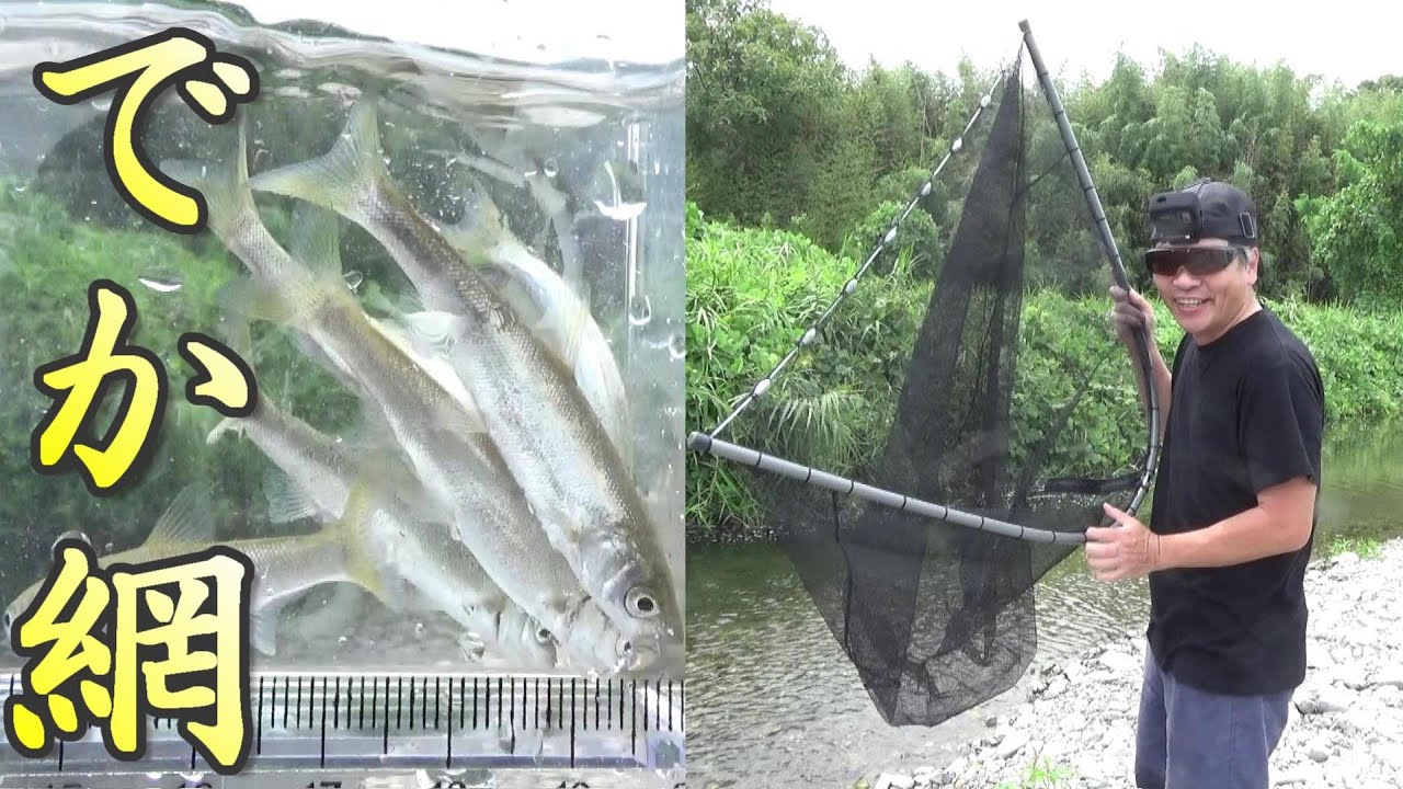でかい網で魚獲りしてみた！さで網でガサガサ。ヨシノボリ、ウグイ