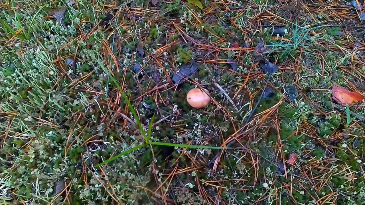 Дождь - YouTube