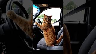 Download Lagu si oyen bawa mobil orang#catshorts MP3 Download Lagu si oyen bawa mobil orang#catshorts MP3