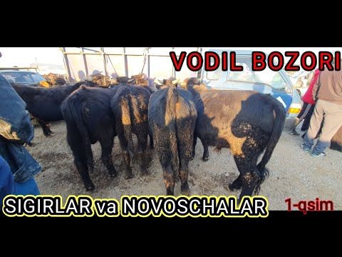 SIGIRLAR va KUCHAT