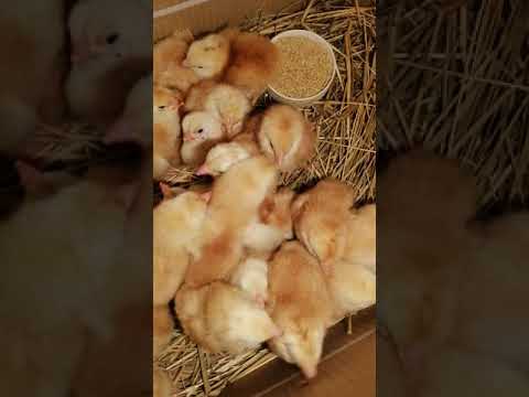 Videó: Tehát A Csirkék Télen Rohannak