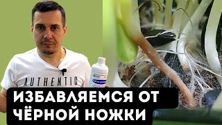 Как бороться с болезнью "Чёрная ножка" при выращивании микрозелени подсолнечника