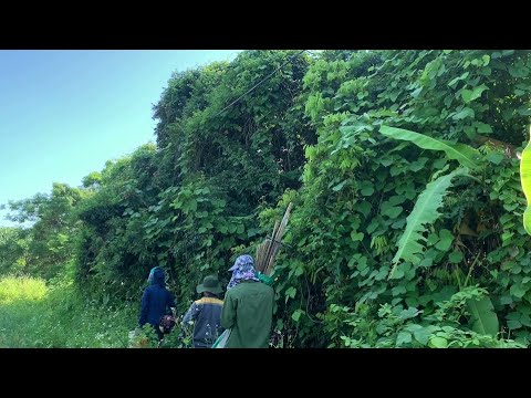 Remove the overgrown trees that cover the abandoned house Clean up the house Transform the garden