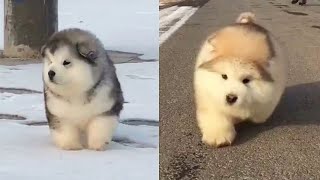 cute Alaskan malamute puppies  #alaska #fuffy #puppy #dog #nature #atabekgromer @alaskaviolet