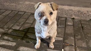 The pitiful stray dog, after being beaten, followed passersby closely, hoping for their help. by Paws Bliss Haven 9,902 views 1 month ago 8 minutes, 6 seconds
