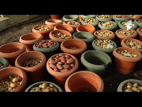 ფერმა - ბიო კარტოფილის წარმოება საქართველოში