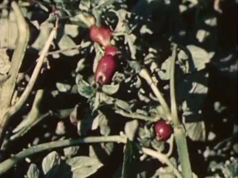Vidéo: Maladies de la brûlure de la pomme de terre - Apprenez à identifier la brûlure de la pomme de terre