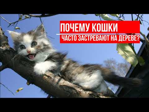 Видео: Почему кошки застревают на деревьях?