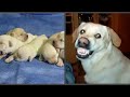 Собака родила щенят, но через пару часов стала кидаться на хозяйку и кусать малышей, причина ужасает