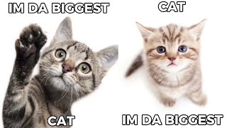 I'm da biggest cat compilation by Rainbow Cats 1,053 views 1 year ago 3 minutes, 5 seconds