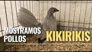 Pollos en el criadero : KIKIRIKIS