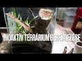 Bioaktív terrárium berendezése egy Heteropoda venatoria nőstény számára / Insect Breeding Hungary