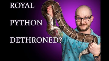 Ball Python Vs Boa, What Is The BEST Pet Snake?