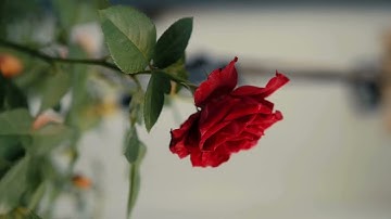 Lazy Sunday Love🎷 Cozy Night with Saxophone