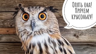 I ran in to visit the Eagle owls Varvara and Nathanya. Varvara is an unkind owl!