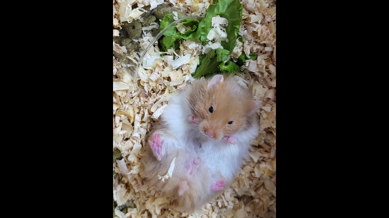🐹 Pregnant Hamster Live Pregnancy Ham Cam Day 10 Gestation 🐹 NEW