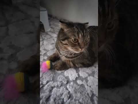 6 признаков того, что котик тебя боится 🙀🙀😿😿😾 #кот #кошки