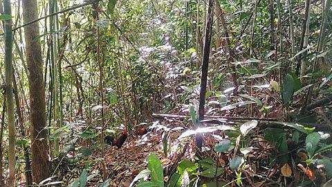 Bẫy gà rừng 26/01/2023, mùng 5 tết. con bổi quá tam ba bận!