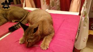 Caracal doméstico, la raza de gato más grande del mundo creada por