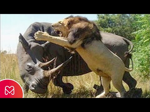 THIS IS WHY THE LION IS AFRAID OF RHINOCEROS