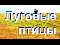 Луговые птицы