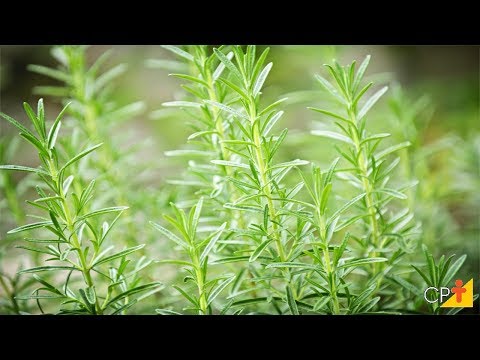 Vídeo: Stakhis Ou Chastets: Condições De Cultivo, Propriedades Medicinais, Uso Na Culinária