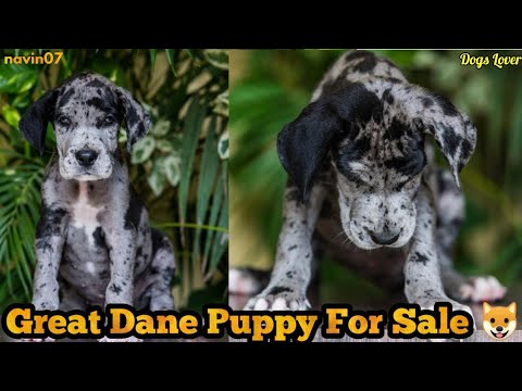 great-dane-puppy-for-sale-
<div style=
