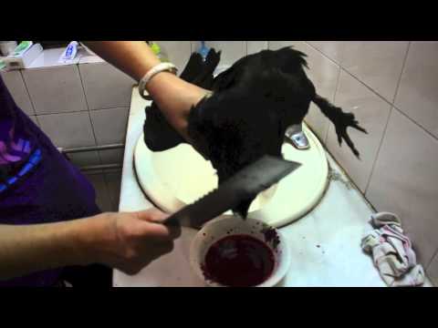 Chicken killed in the toilet in China HD