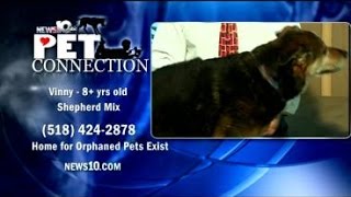9/23 Pet Connection: Vinny