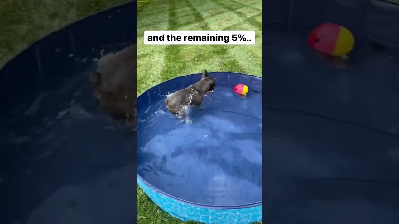 Wait For It… Wow | Cute Funny French Bulldog Puppy 🥰🐶🐾 