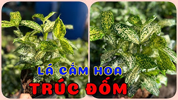 Cây Trúc đốm lá cắm hoa | 0386569374 - Ngọc Ngân Bến Tre | Chuyên cây độc lạ