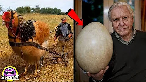 ¿Cuál es el huevo más grande del mundo?