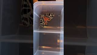 Please subscribe i’m trying to get to 50 subs #bugs #insects #butterfly #entomology