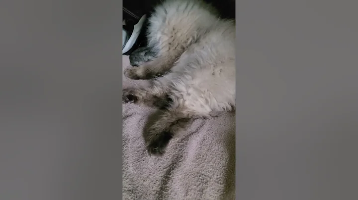 Watch the video about Coco gave birth to 5 kittens - Persian silver shaded #fyp 🐾🥰