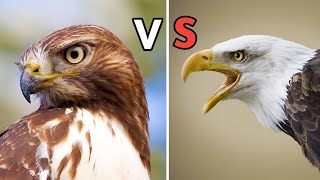 BIG BEAR BALD EAGLE VS RED TAILED HAWK  VOCALIZATION