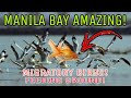 MIGRATORY BIRDS! MANILA BAY! GINAWANG FEEDING GROUND! SA DAMI NG ISDA! IBON TUMABA NA!