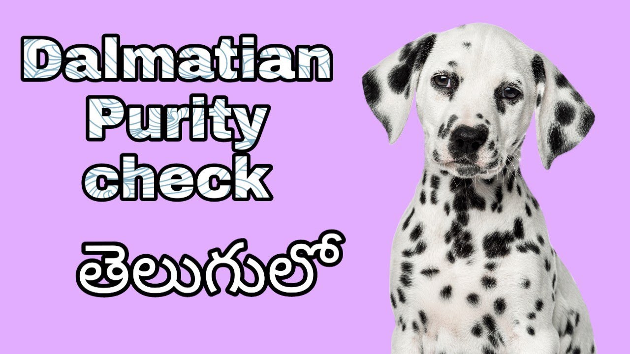 How To Check Dalmatian dog Pure breed