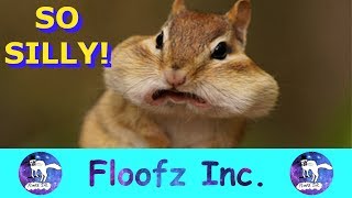 The Best and Funniest Squirrels and Chipmunks!