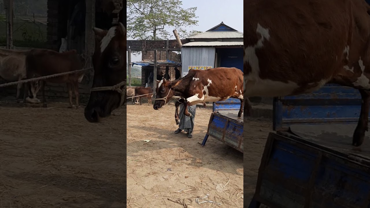 Most popular cow video in the world || cow videos || COW TUBE BD #87