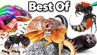 TerraGreen: My CRAZIEST Pets of 2025… HUGE MISTAKE! Compilation