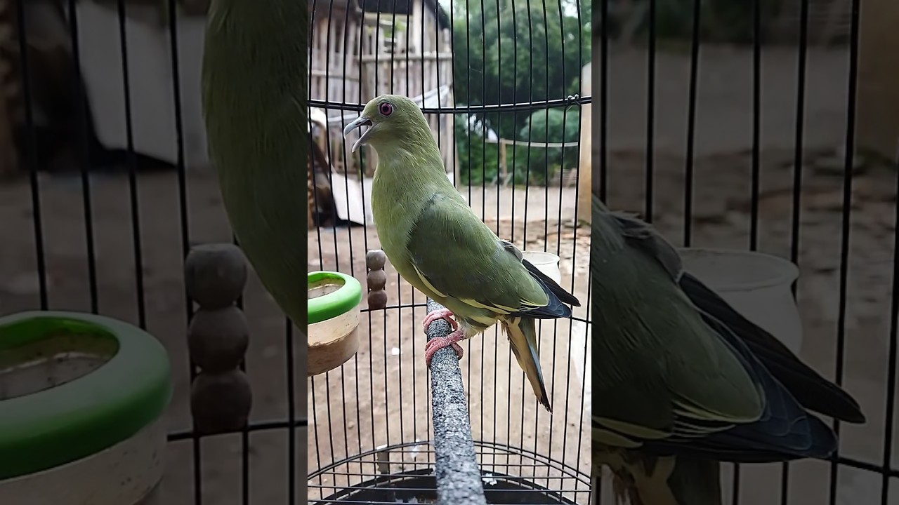 Suara punai daun betina | Punai daun gacor 